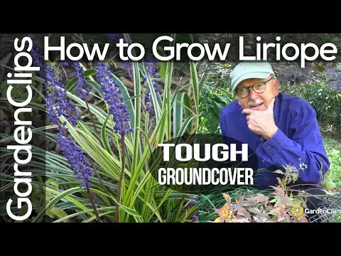 How to Grow Liriope Muscari - Lily Turf - Monkey Grass - A tough ground cover for difficult spots