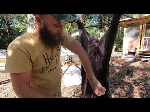 Beginners Guide To Processing Wild Hogs : How To Gut A Hog While Hanging