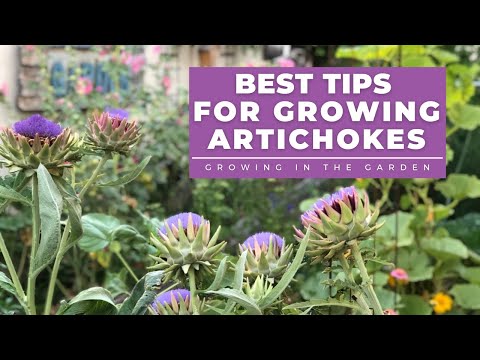 HOW to PLANT and GROW ARTICHOKES, plus TIPS for growing artichokes in HOT CLIMATES