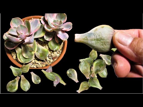 Do this when your succulent leaves falls off