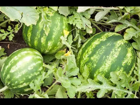How to Grow Watermelons - Complete Growing Guide