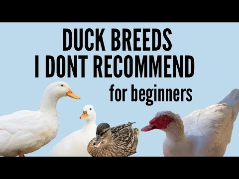 5 Duck Breeds I DON’T Recommend For Beginners