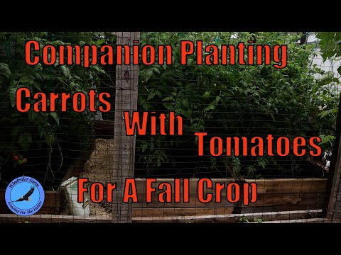 Companion Planting - Growing Carrots With Tomatoes For A Fall Crop