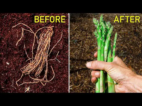 How to Grow Asparagus, Complete Growing Guide
