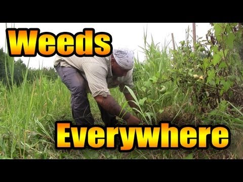 How to deal with overgrown weeds
