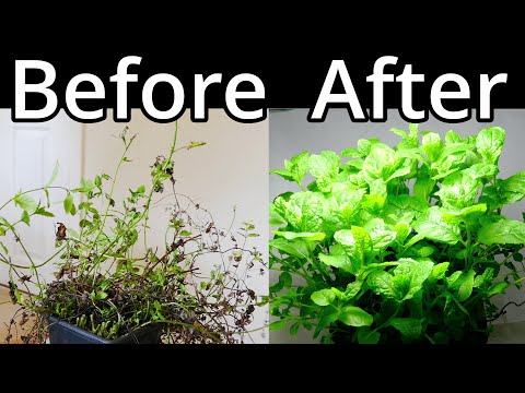How To Restore A Mint Plant
