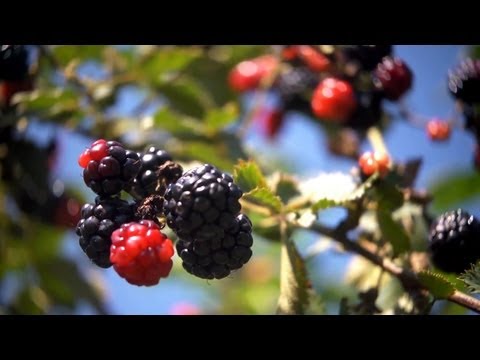 Harvesting Blackberries | At Home With P. Allen Smith