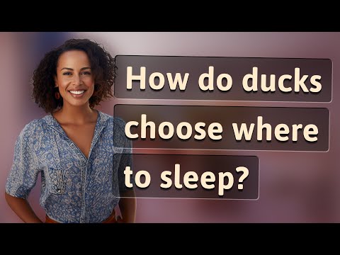 How do ducks choose where to sleep?