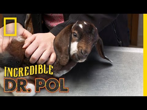 Helping a Baby Goat&#039;s Infection | The Incredible Dr. Pol