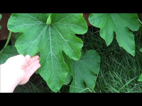 Growing organic acorn squash, acorn squash growing (Earth Box)