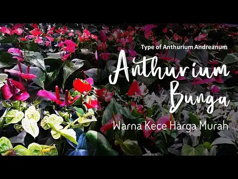 ANTHURIUM FLAMINGO...WARNA KECE HARGA TERJANGKAU | CHEAP PRICE ANTHURIUM ANDRAENUM