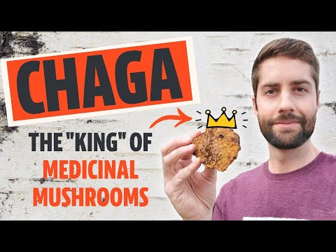 Why Chaga Is The &quot;King&quot; Of Medicinal Mushrooms (Inonotus obliquus)