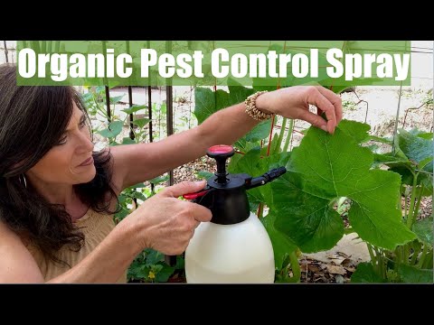 Organic Pest Control Spray for Your Vegetable Garden for Aphids &amp; Chewing Insects