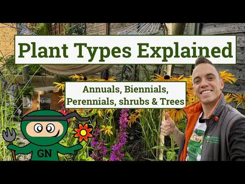 Plant Types Explained: Annuals, biennial, perennials, shrubs and trees guide