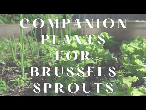 Brussels Sprouts Companion Plants