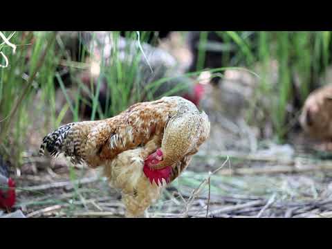 Organic Free Range Chicken Farming