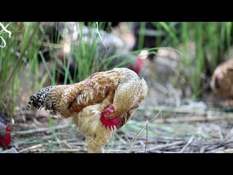 Organic Free Range Chicken Farming