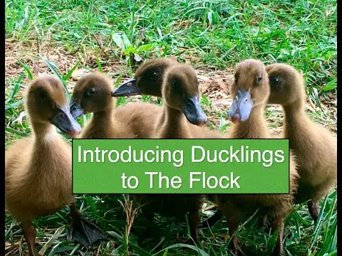 Introducing Ducklings to The Flock~