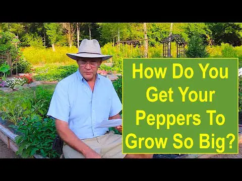 &quot;How Do You Get Your Peppers to Grow So Big?&quot;