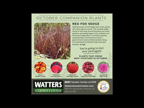 October Companion Plants - Red Fox Sedge