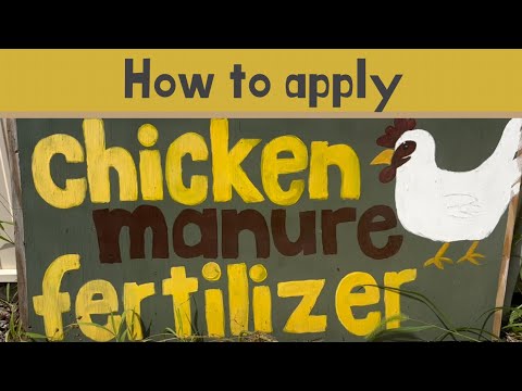 HOW TO APPLY CHICKEN MANURE FERTILIZER