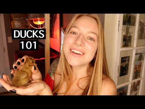 Don&#039;t Raise Ducks BEFORE Watching THIS! Everything You Need to Know