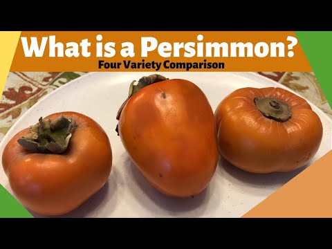 What is a Persimmon?| Four Variety Comparison