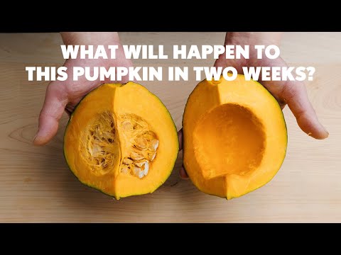 Pumpkin Unveiled: Surprising Verification Results and Essential Tips for Prolonging Freshness!