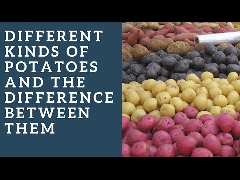 Different kinds of potatoes and the difference between them