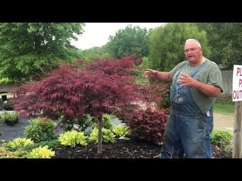 Japanese maple has several sections with dead branches.