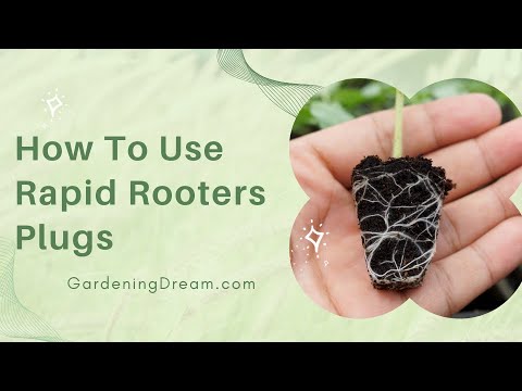 How To Use Rapid Rooters Plugs