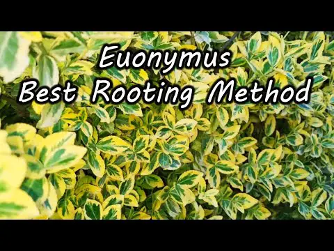 Euonymus | The Best Way to Grow | Rooting