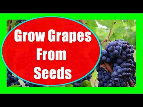 How to Grow Grapes from Seeds at Home: Germinate Grape Seeds Fast