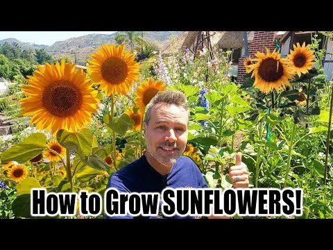 How to Grow Sunflowers at Home