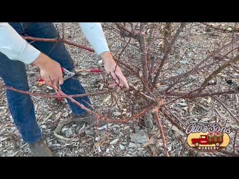 Apricot Winter Pruning