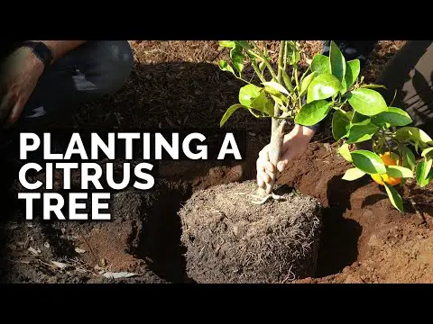 How to Plant Citrus Trees From Start to Finish (COMPLETE GUIDE) 🍊