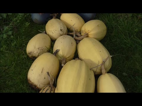 HOW TO GROW SPAGHETTI SQUASH FROM START TO FINISH #gardeninguk #homestead #gardening