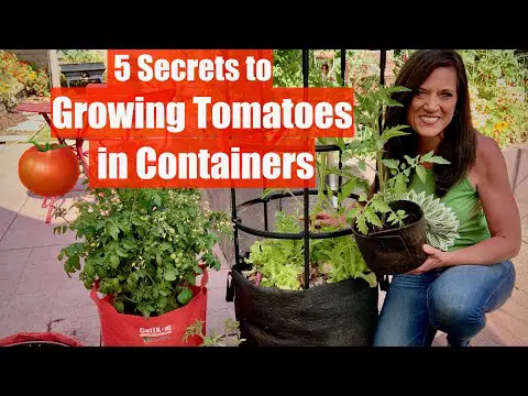 5 Secrets to Grow LOTS of Tomatoes in Containers / Container Garden Series #1🍅🍅🍅