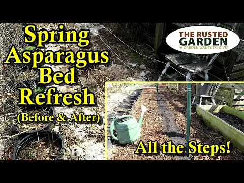 How to Fertilize and Prepare Your Asparagus Bed in the Spring: Increase Spear Production!