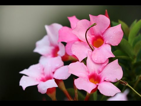 Mandevilla - Perfect Flowering Vine| How to Care &amp; Grow the Magical Mandevilla