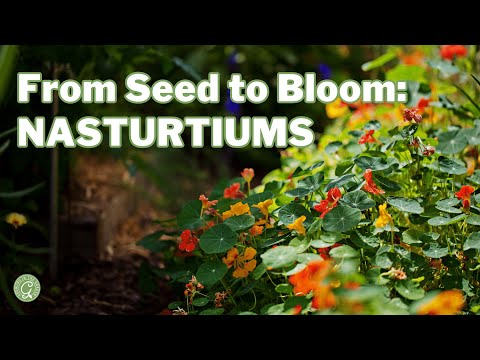 Nasturtiums: From Seed to Bloom