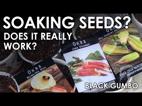 Does Soaking Seeds Speed Germination? || Black Gumbo