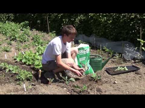 How To Transplant Brussel Sprouts Plants