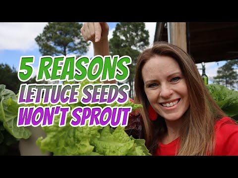 How I Get My Lettuce to Grow - When Seeds Don&#039;t Germinate