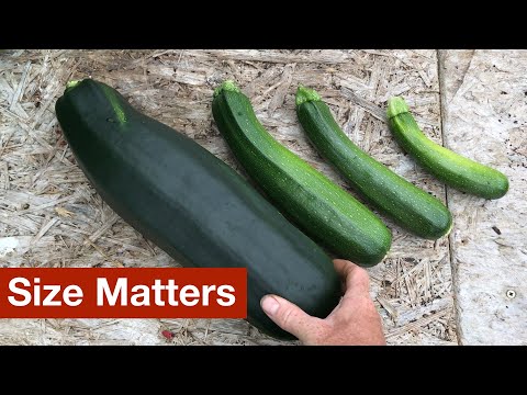 Size Matters When Harvesting Zucchini