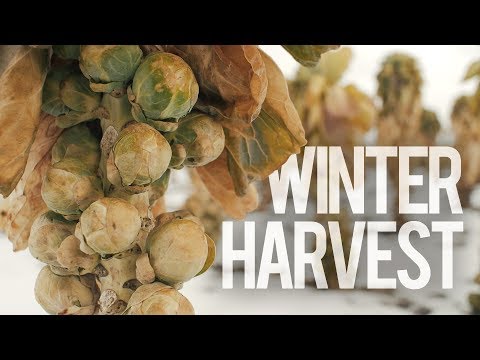 Brussels Sprouts Winter Harvest