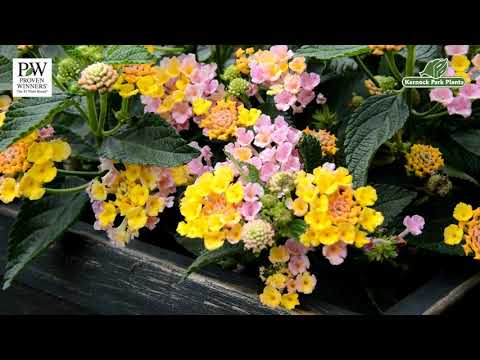 Lantana camara Calippo &#039;Vintage&#039; - Mediterranean Marvels - Kernock Park Plants 2021 Introductions
