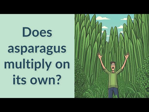 Does asparagus multiply on its own?