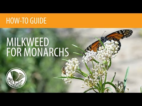 How to Plant Milkweed for Monarchs from Seed or Starter Plants