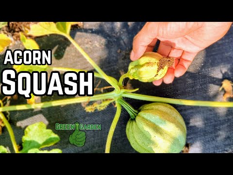 Acorn Squash : Super Quick Tips